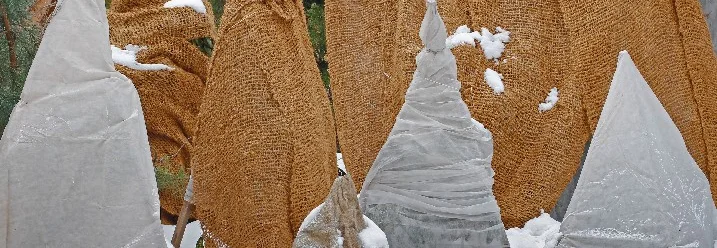 Eingepackte Pflanzen im Schnee